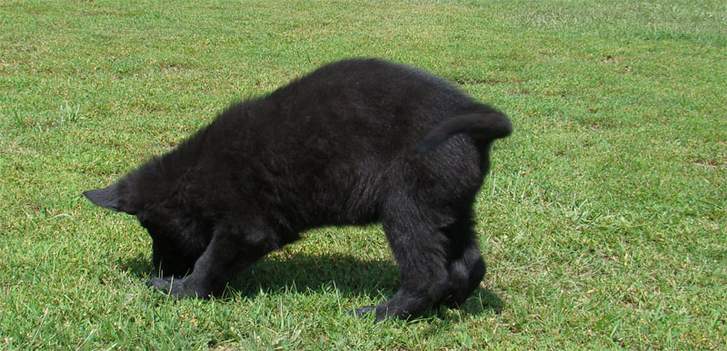 Original image from the archived SHARON Favory Cross x Kaja Jipo Me litter record