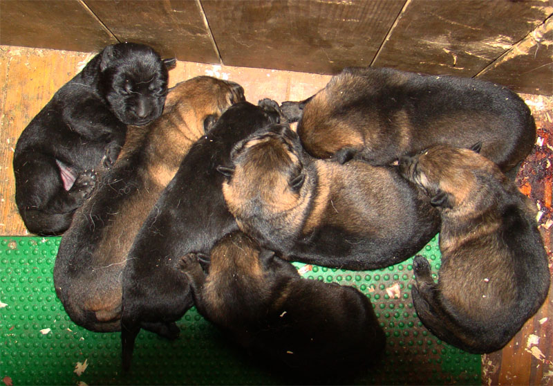 Original image from the archived Charik Galan Nalag x FIBI Policia Slovakia record