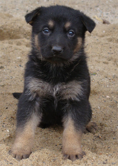 Original image from the archived Zen z Jirkova dvora x Manka z Jirkova dvora litter record