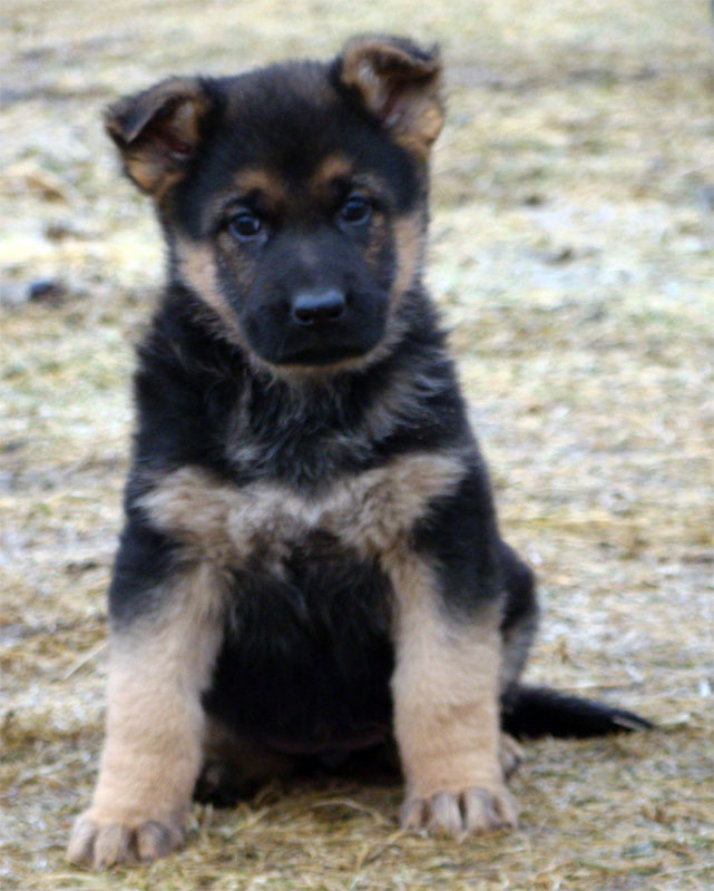 Original image from the archived German Shepherd Puppies - Zen z Jirkova dvora x CARRY Sandau Bohemia record