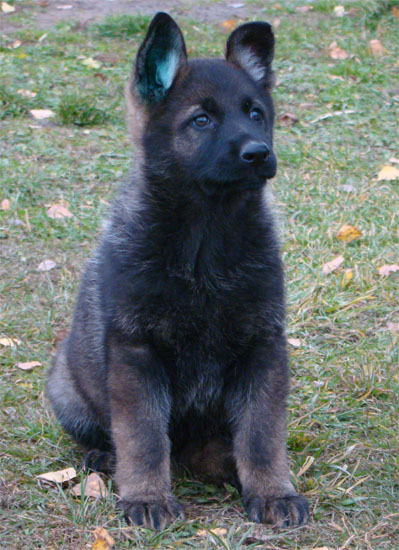 Original image from the archived CHARI z Esagilu x Vira Rivie litter record