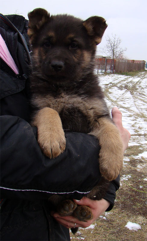 Original image from the archived German Shepherd Puppies - Zen z Jirkova dvora x YNUSA z Jirkova dvora record