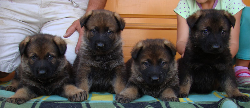Original image from the archived Kery Kamos Durabo x MASA Jipo Me litter record