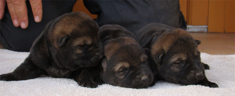 Original image from the archived Art ze Sumavske doliny x TANA z Jirkova dvora litter record