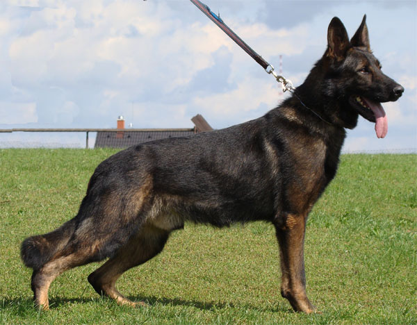 Original image from the archived Alpine K-9 Sold Dogs record
