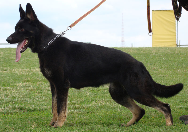 Original image from the archived Alpine K-9 Sold Dogs record