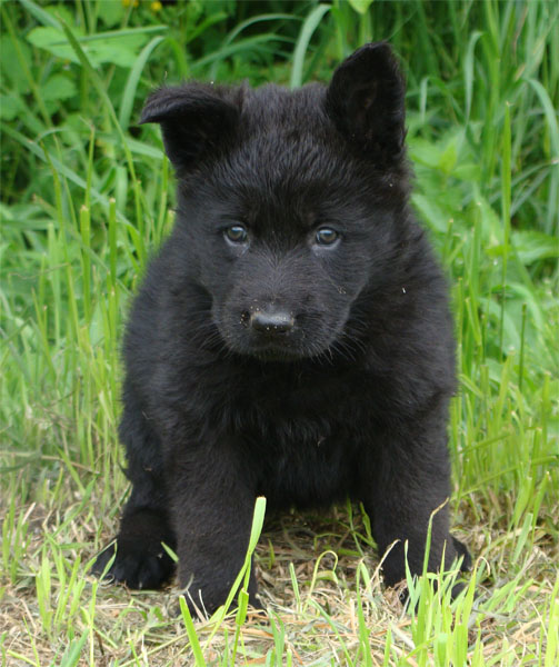 Original image from the archived CHARIK Galan Nalag x HANACH Jipo Me litter record