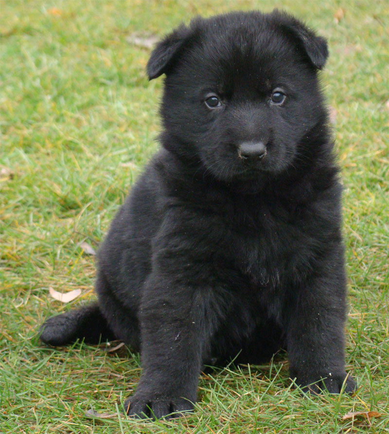 Original image from the archived Kery Kamos Durabo x EPY z Jirkova dvora record