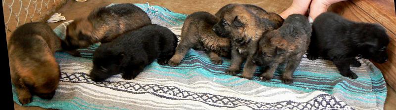 Original image from the archived Bryta z Ajkinej nadeje x Quint Hronovsky pramen - 2010 record