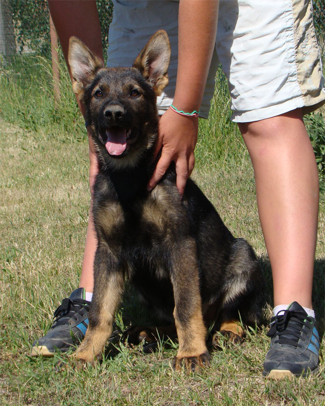Original image from the archived German Shepherd Puppies - GASPER record