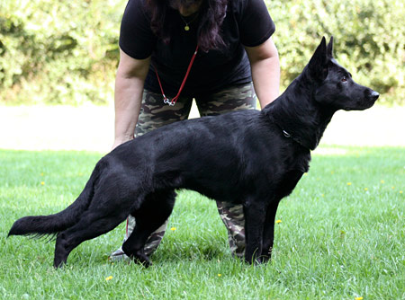 Original image from the archived German Shepherd Puppies - TINA z Berounske basty record