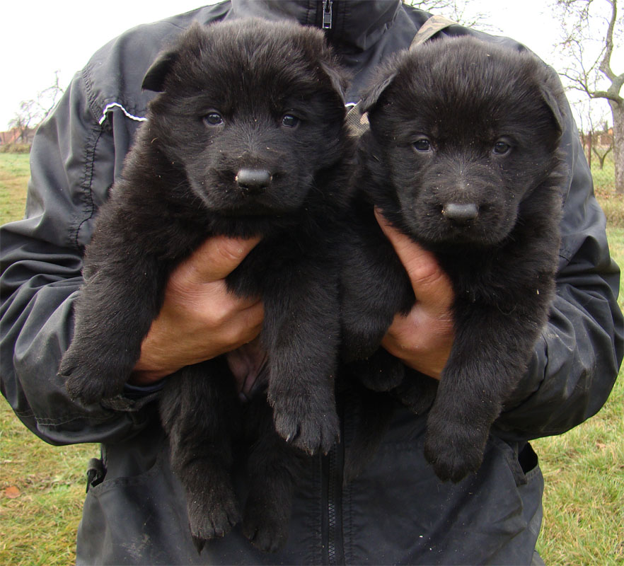 Original image from the archived Kery Kamos Durabo x HANACH Jipo Me litter record