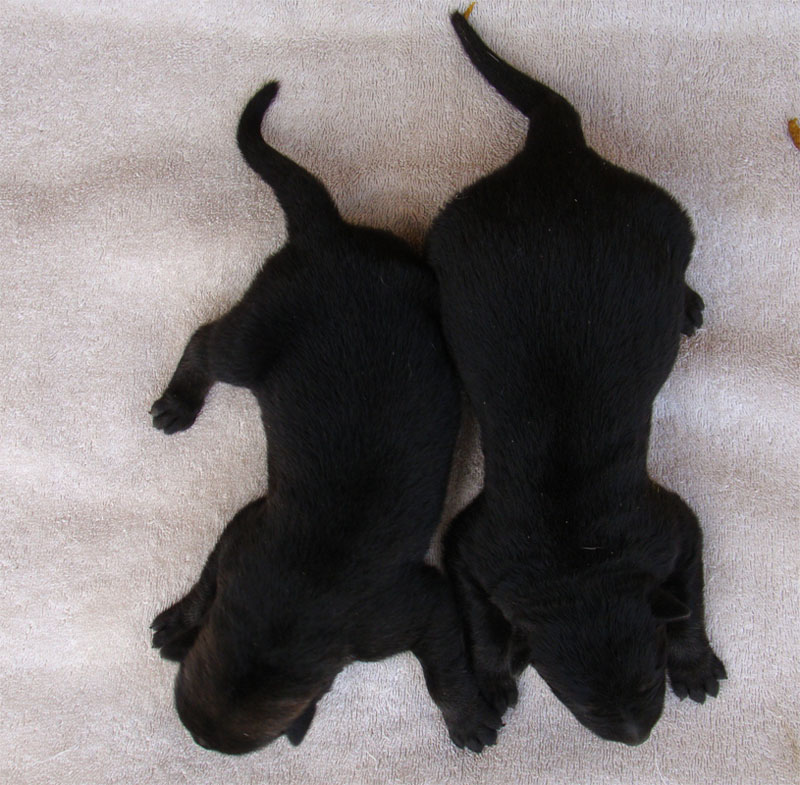 Original image from the archived SHARON Favory Cross x Manka z Jirkova dvora litter record