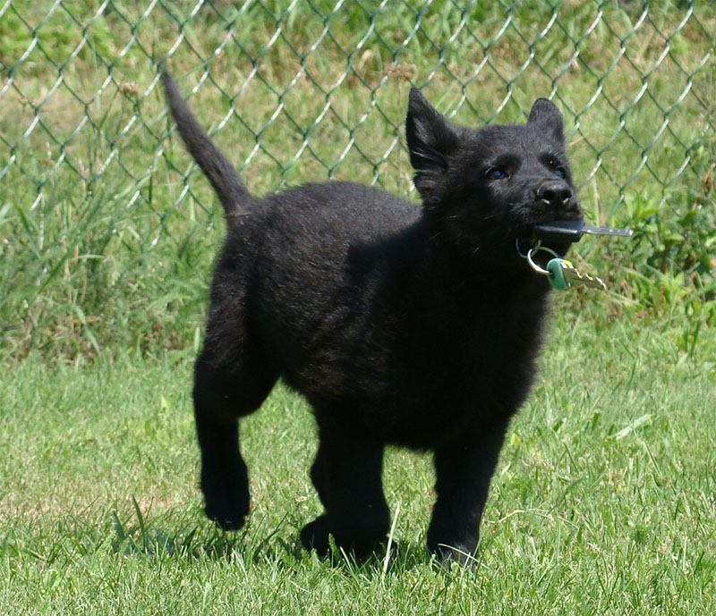 Original image from the archived SHARON Favory Cross x Kaja Jipo Me litter record