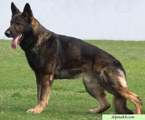 Original image from the archived CARLY Policia Slovakia x Lika z Jirkova dvora litter record