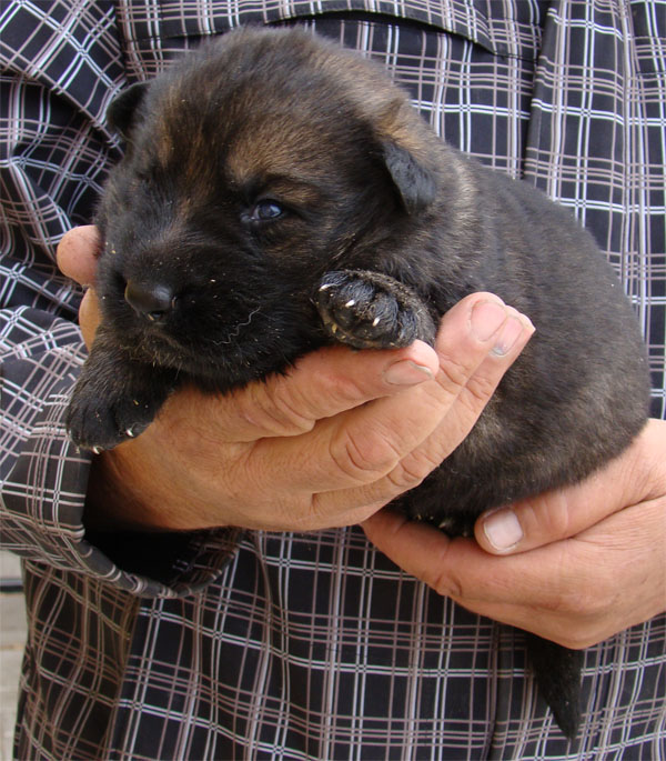 Original image from the archived Arno z Petrova x Yuca z Jirkova dvora litter record