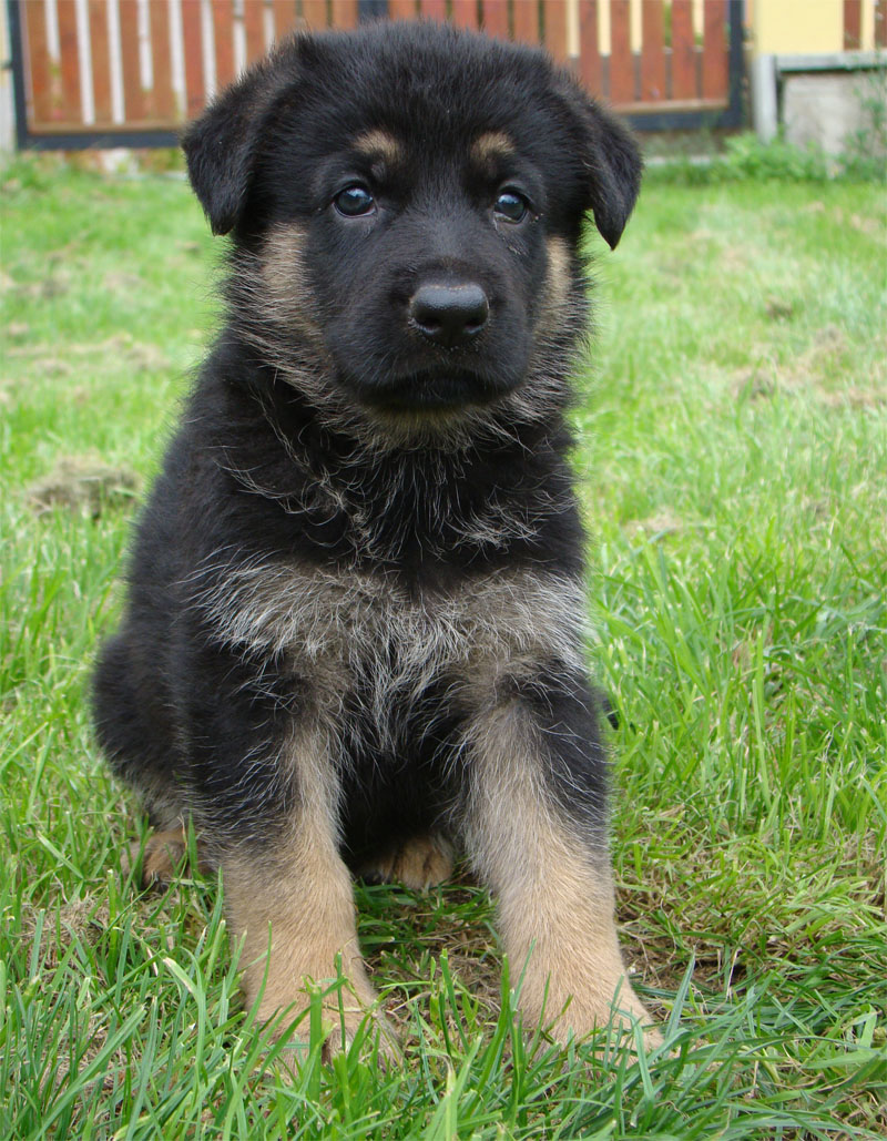 Original image from the archived German Shepherd Puppies - Zen z Jirkova dvora x NISSA z Jirkova dvora August 2011 record