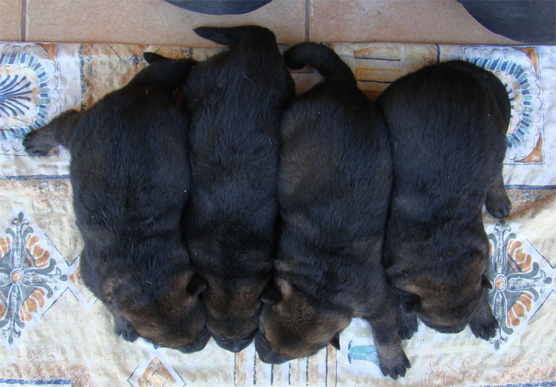 Original image from the archived Kery Kamos Durabo x DALI z Jirkova dvora litter record