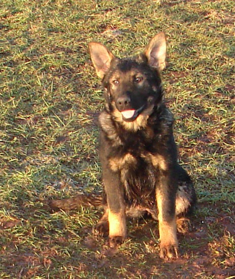Original image from the archived BADY ze Svobodneho dvora x PETTY od Roubenky record