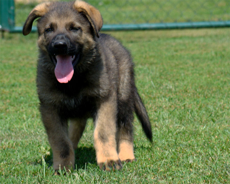 Original image from the archived German Shepherd Puppies - IRWIN z Herodesova domu record
