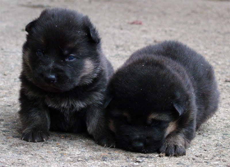 Original image from the archived German Shepherd Puppies - Zen z Jirkova dvora x YNUSA z Jirkova dvora record