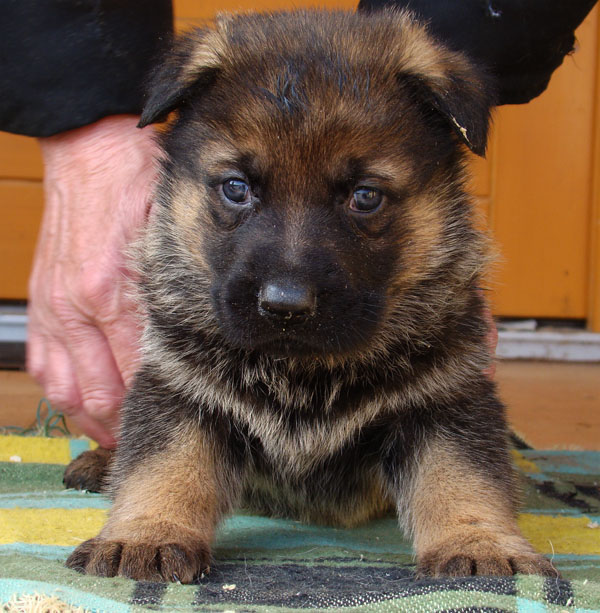 Original image from the archived Zen z Jirkova dvora x SHEILA Jipo Me litter record
