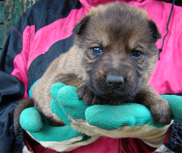Original image from the archived CHARIK Galan Nalag x HANACH Jipo Me litter record