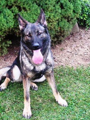 Original image from the archived German Shepherd Puppies - SONY z Vetrneho vrchu record