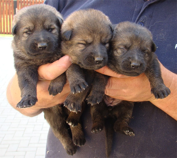 Original image from the archived CARLY Policia Slovakia x FIBI Policia Slovakia litter record