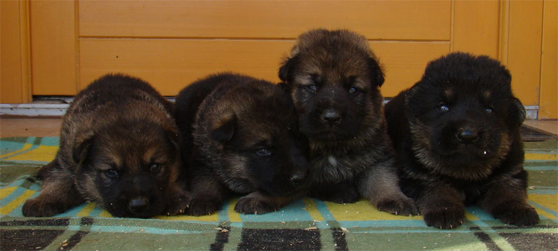 Original image from the archived German Shepherd Puppies - Zen z Jirkova dvora x NISSA z Jirkova dvora August 2011 record