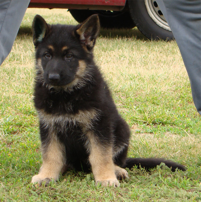 Original image from the archived German Shepherd Puppies - LARRY Di Dranel record