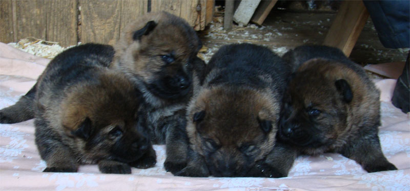 Original image from the archived Charik Galan Nalag x HENESEE Zimni romance litter record
