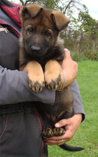 Original image from the archived CHARI z Esagilu x Darlin Rebel Bohemia litter record