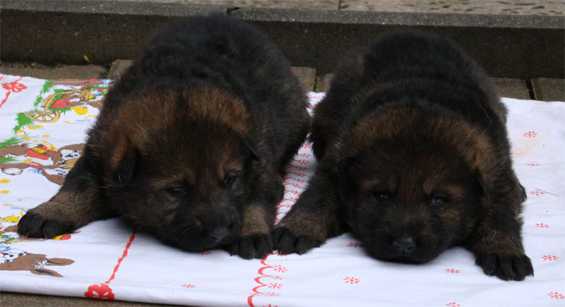 Original image from the archived German Shepherd Puppies - Kery Kamos Durabo x GINA Jipo Me record
