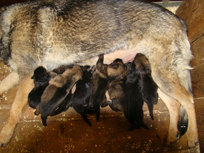 Original image from the archived DASK z Jirkova dvora x CHITA z Jirkova dvora litter record