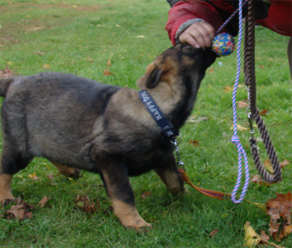Original image from the archived JAGO Jipo Me x GAMA z Jirkova dvora litter record