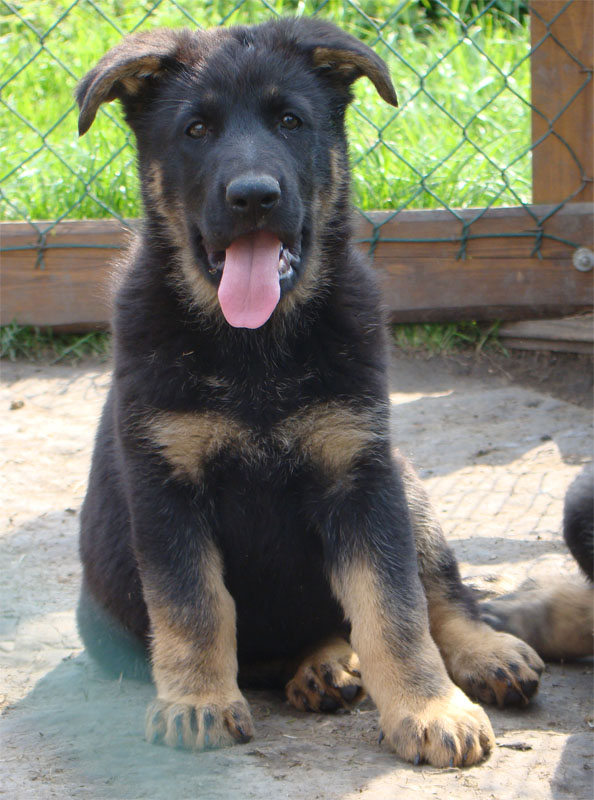 Original image from the archived Zen z Jirkova dvora x SHEILA Jipo Me litter record