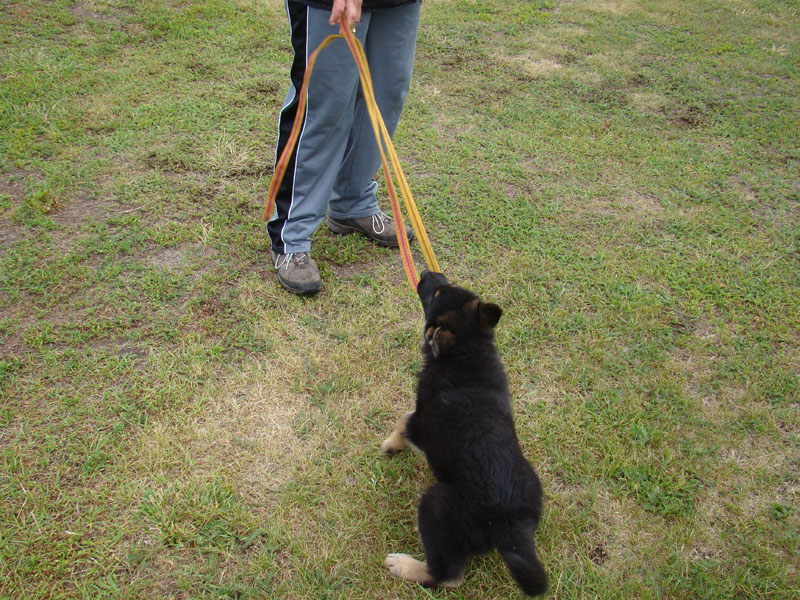 Original image from the archived German Shepherd Puppies - LARRY Di Dranel record