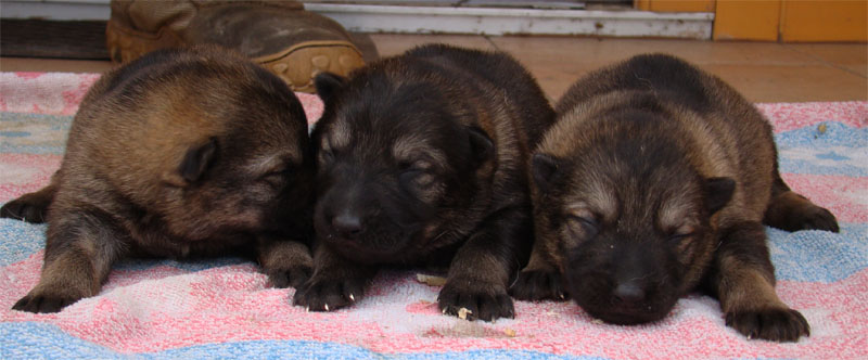 Original image from the archived German Shepherd Puppies -Pardal z Jirkova dvora x KETTY Kamos Durabo record
