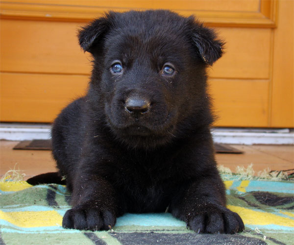 Original image from the archived Zen z Jirkova dvora x SHEILA Jipo Me litter record