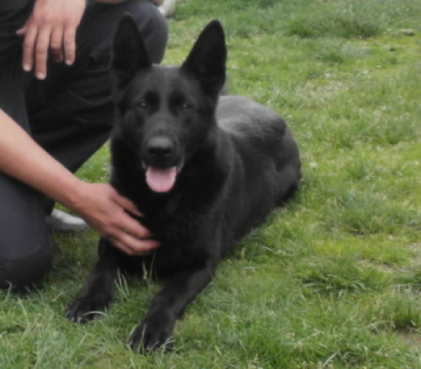 Original image from the archived Bady ze Svobodneho dvora x MATYLDA od Hradu Lipky litter record