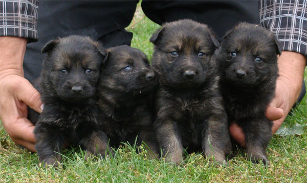Original image from the archived CHARI z Esagilu x HANACH Jipo Me litter record