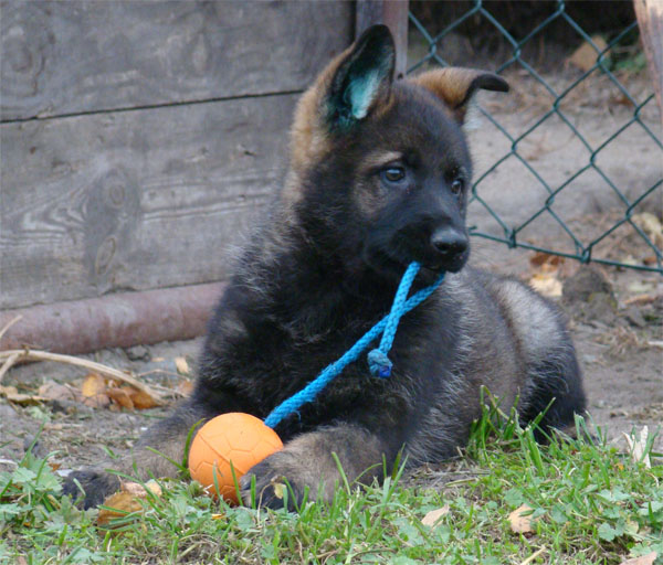 Original image from the archived CHARI z Esagilu x Vira Rivie litter record
