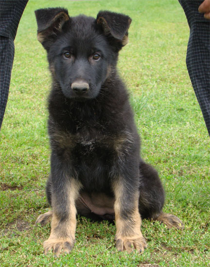 Original image from the archived OX z Jirkova dvora x CORA z Malebnych hvozdu litter record