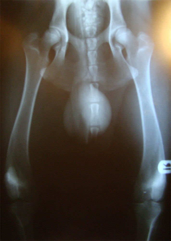 Original image from the archived no pedigree record