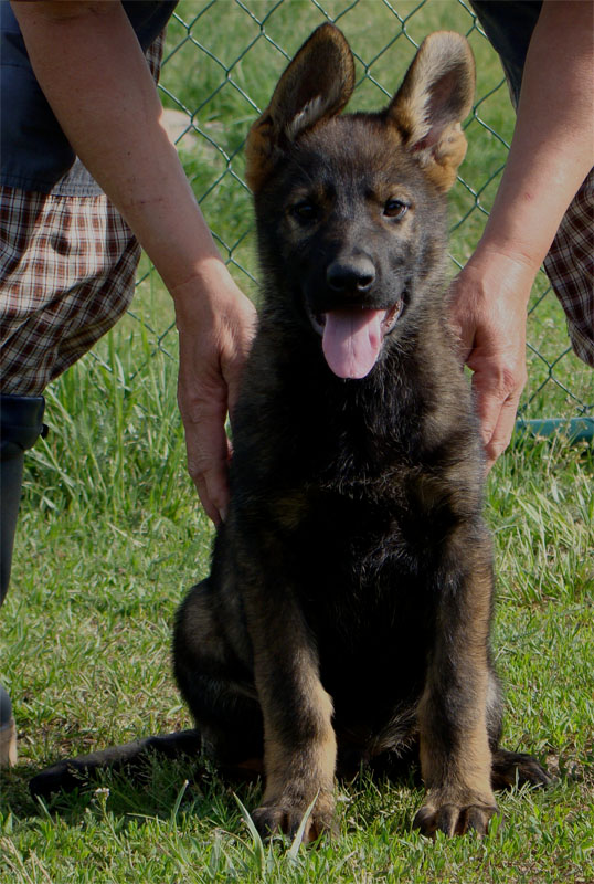 Original image from the archived German Shepherd Puppies -GERO record