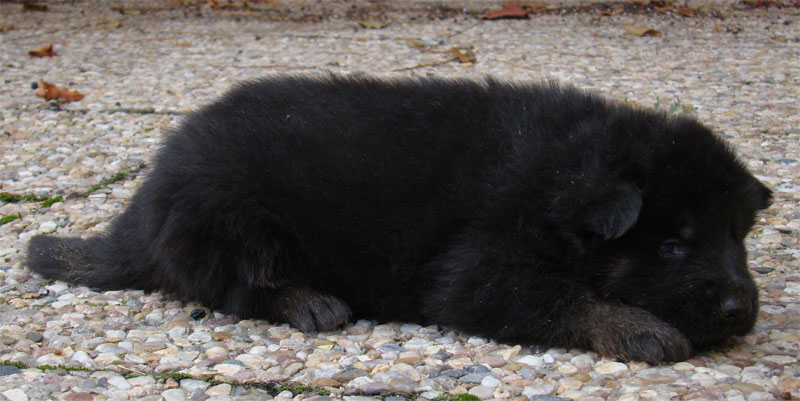 Original image from the archived Zen z Jirkova dvora x GERA z Malebnych hvozdu litter record