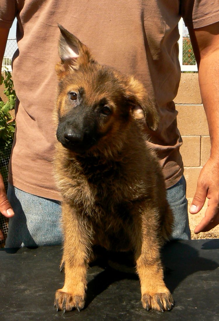 Original image from the archived German Shepherd Puppies -Chulo z Jirkova dvora x Adela vom Ron record
