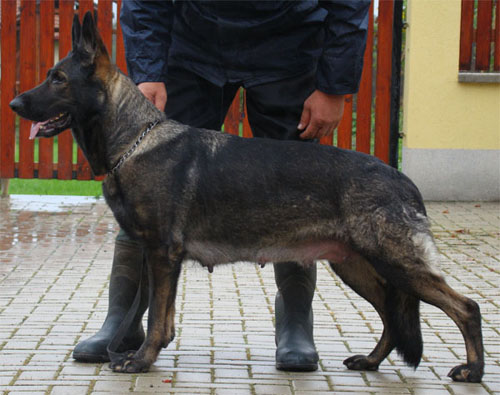 Original image from the archived Arno z Petrova x Yuca z Jirkova dvora litter record