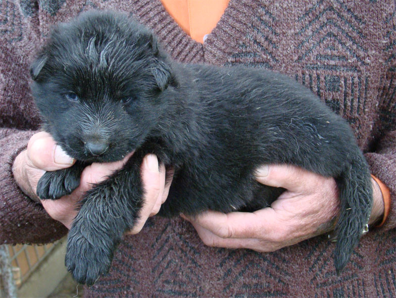 Original image from the archived Dask z Jirkova dvora x ZITA ze Zacpalova chovu litter record